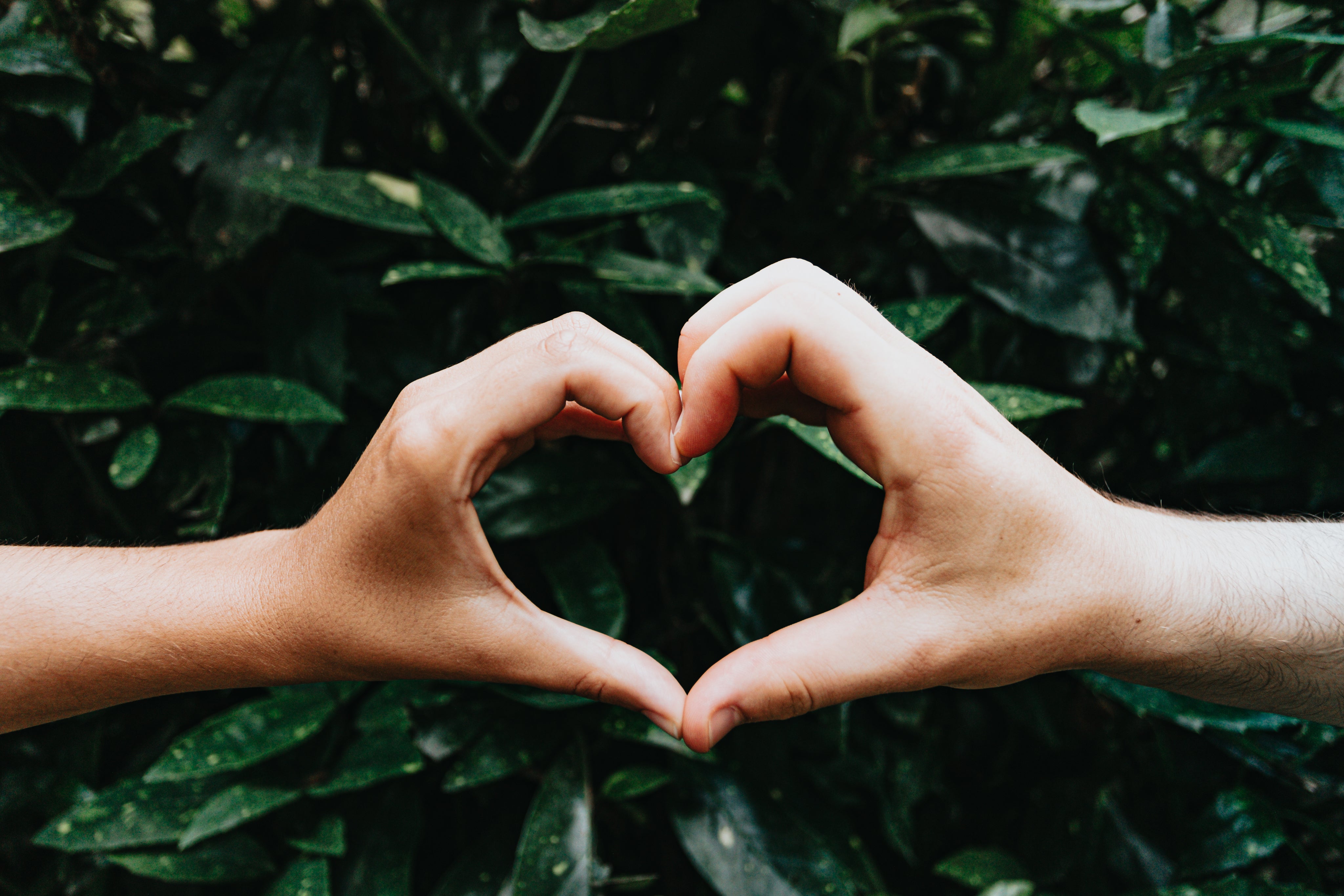 hands-form-a-heart-shape-against-green-leaves.jpg