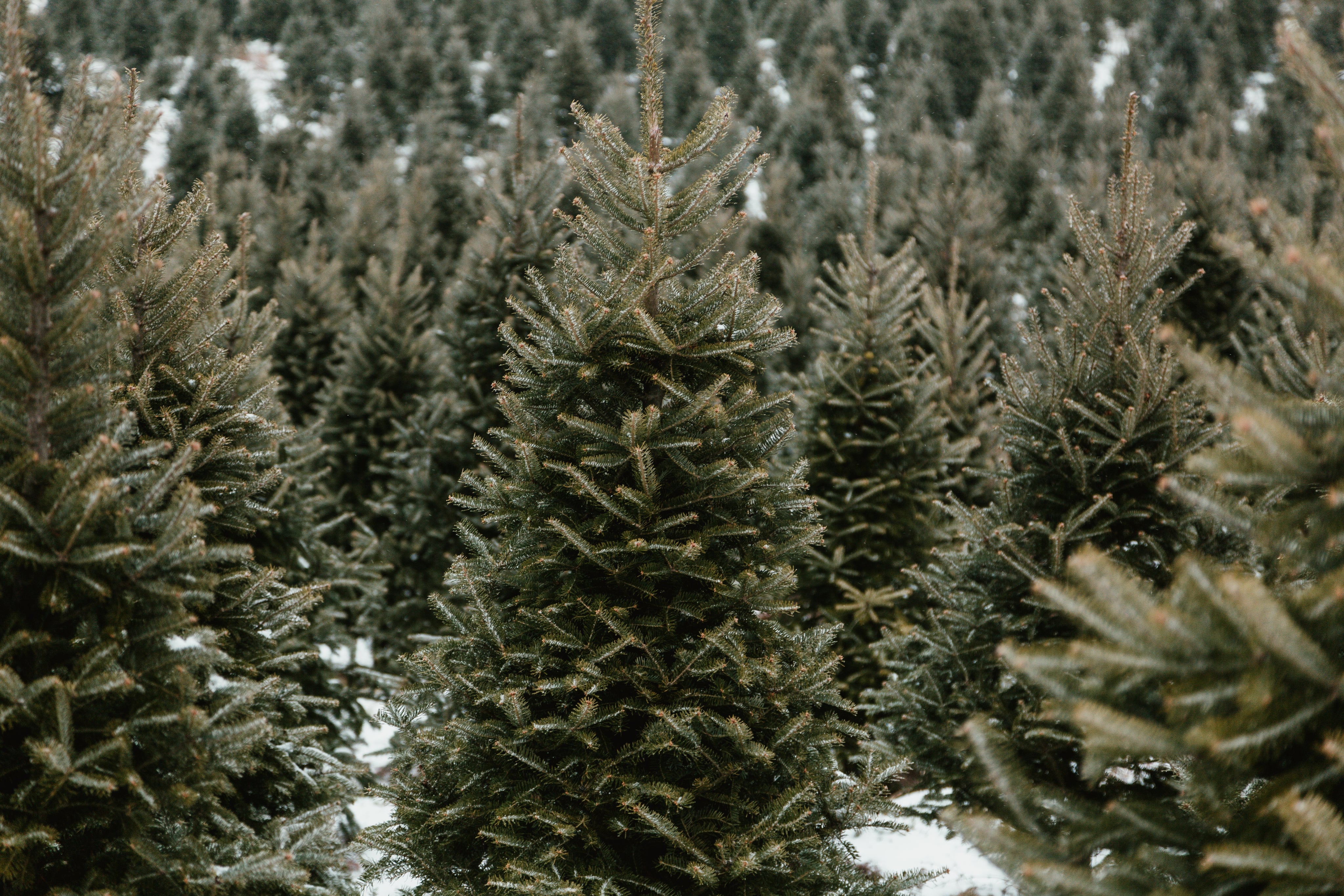 perfect-christmas-pine-tree.jpg